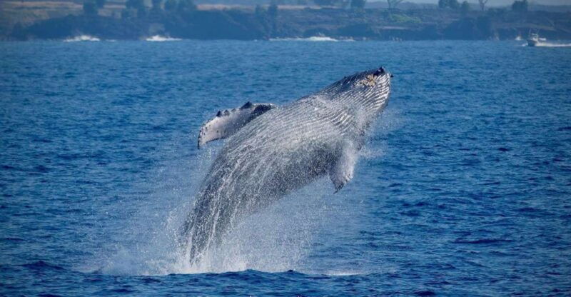 big-island-kona-super-raft-whale-watch