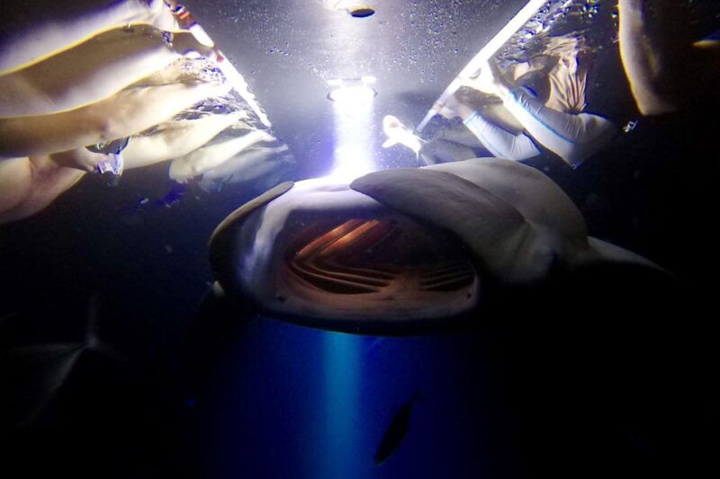 big-island-night-swim-with-manta-ray-with-hot-chocolate