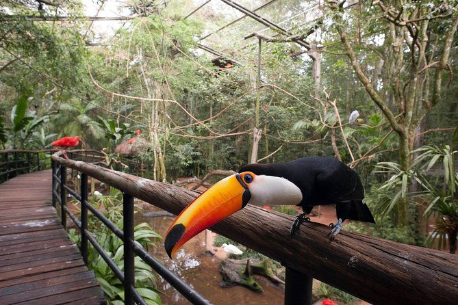 bird-park-iguassu-brazilian-side-from-puerto-iguazu-hotels-private-tour