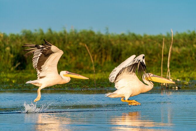 bird-watching-in-danube-delta-private-day-tour-from-bucharest