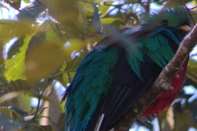 bird-watching-in-san-gerardo-de-dota-from-san-jose-alajuela
