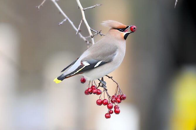 bird-watching-private-tour-in-copenhagen