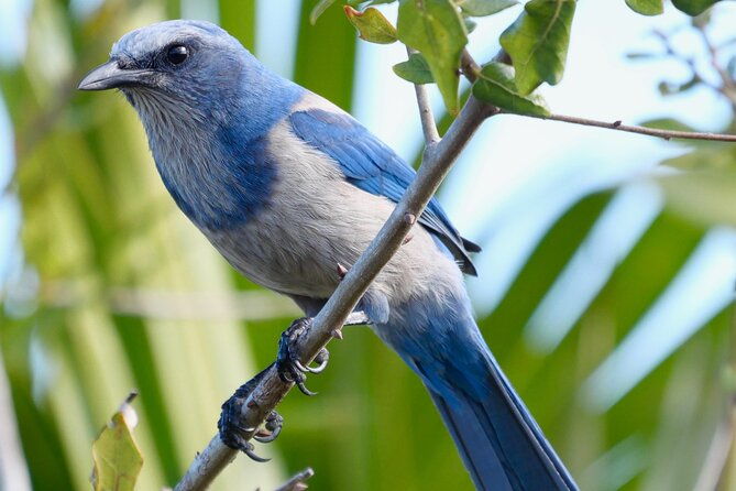 birding-and-wildlife-tour-of-floridas-treasure-coast