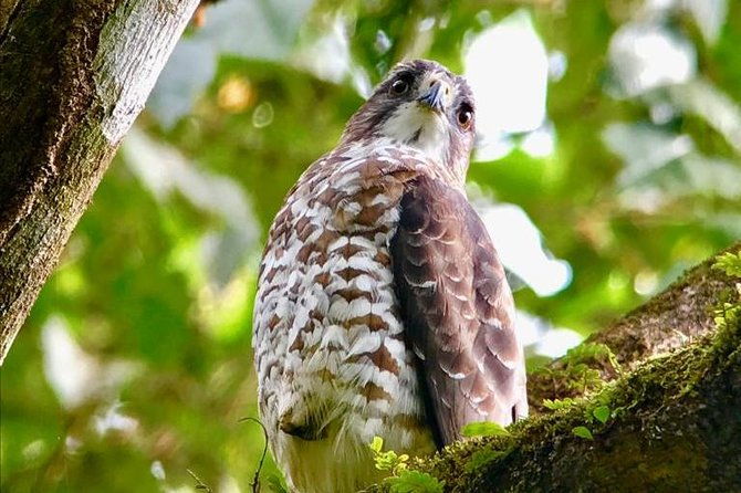 birding-at-el-rey-marshesrice-fieldscanals-private-birding-tour