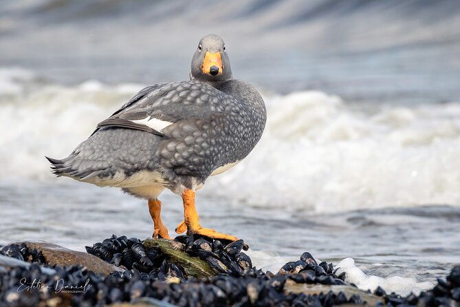 birding-ushuaia-tierra-del-fuego-national-park
