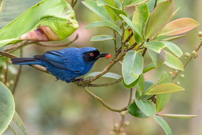birdwatching-day-at-chicaque-cloud-forest
