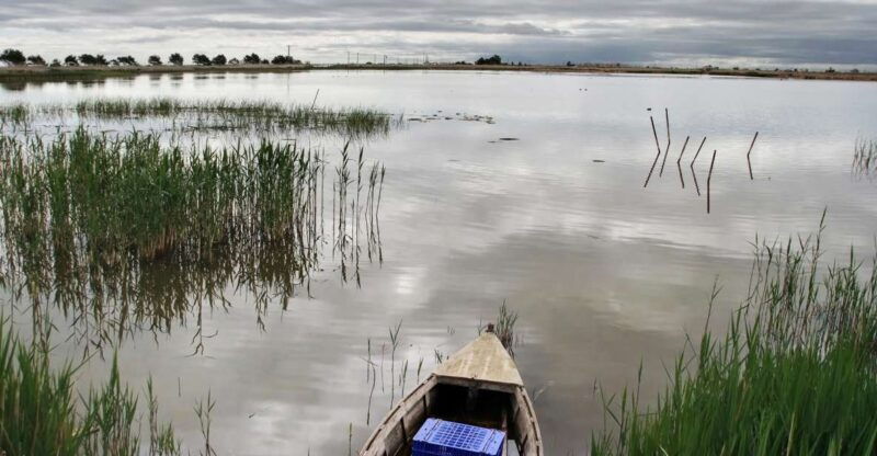 birdwatching-in-the-ebro-delta