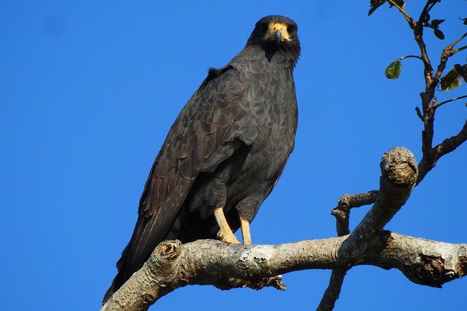 birdwatching-tour