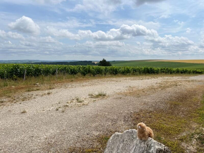bordeaux-private-walking-tasting-tour