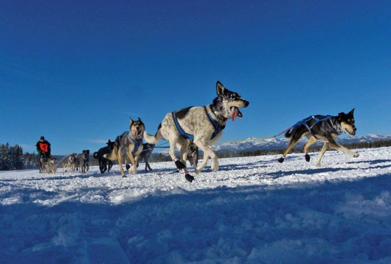 bozeman-6-day-yellowstone-winter-wonderland-tour