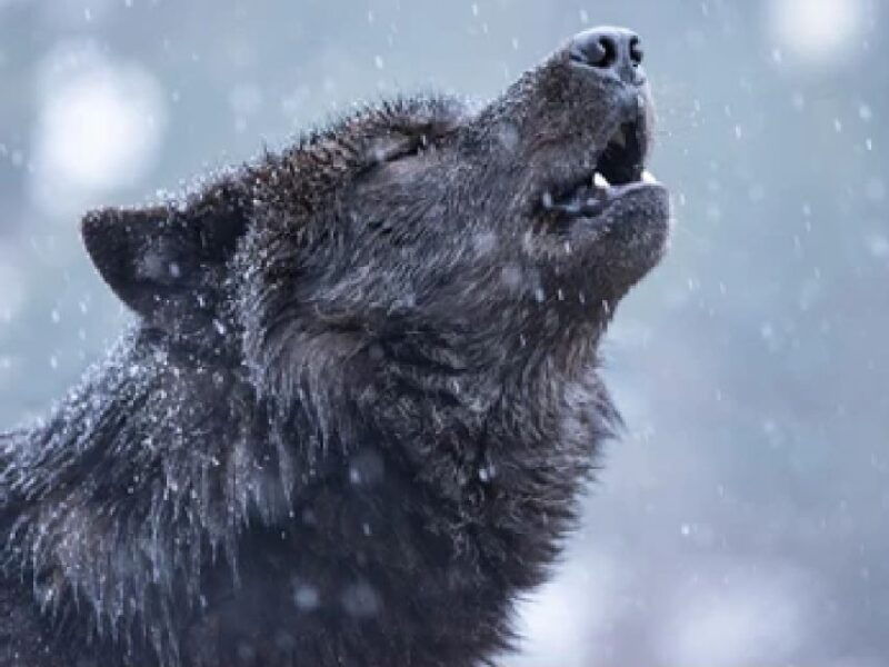 bozeman-yellowstone-wolves-and-winter-4day-3night-adventure