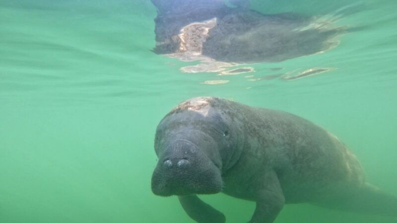 bradenton-guided-pedal-kayak-tour