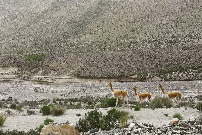 bus-from-puno-to-chivay-with-stops