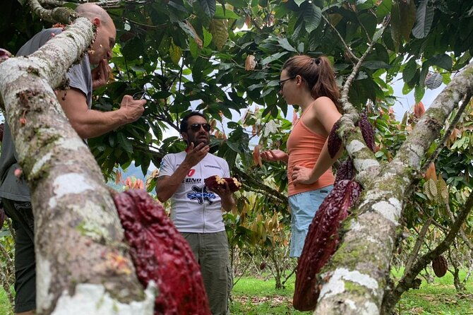 cacao-farm-chocolate-tasting-with-a-visit-to-jubones-desert