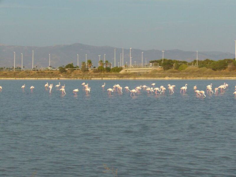 cagliari-bike-tour-in-the-flamingo-oasis