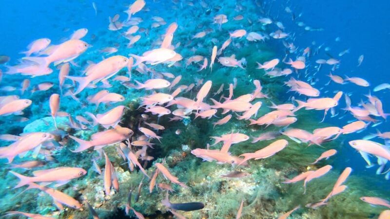 cagliari-diving-in-the-gulf-of-angels