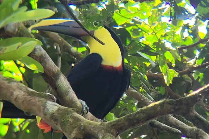 canoe-tour-along-the-water-trails-of-tortuguero-park