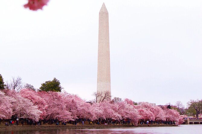 cherry-blossom-private-bus-tour-of-washington-dc