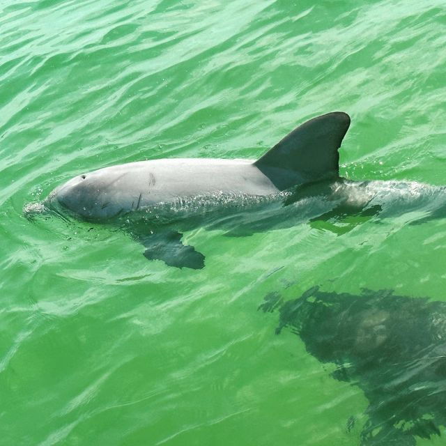 clearwater-beach-private-pontoon-tours