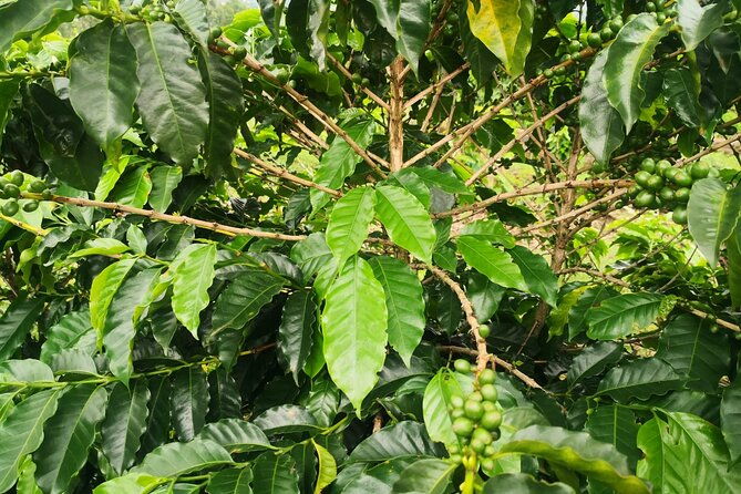 coffee-and-chocolate-walking-and-sightseeing-tour-at-monteverde-santa-elena