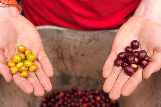 coffee-farm-and-salento-walking-tour-4