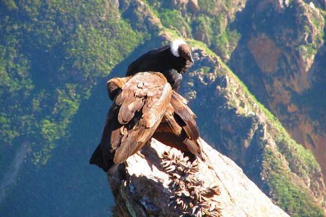 colca-canyon-tour-2d-short-hiking-overnight-in-small-village-ending-in-arequipa