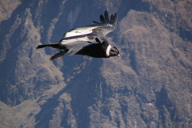 colca-full-day-group-tour