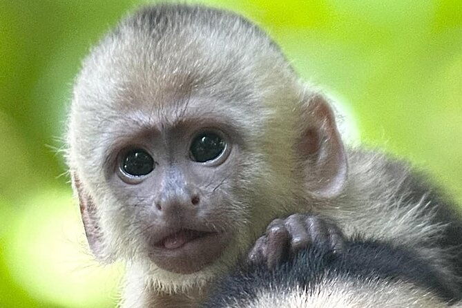 connection-with-nature-guided-hike-in-monteverde