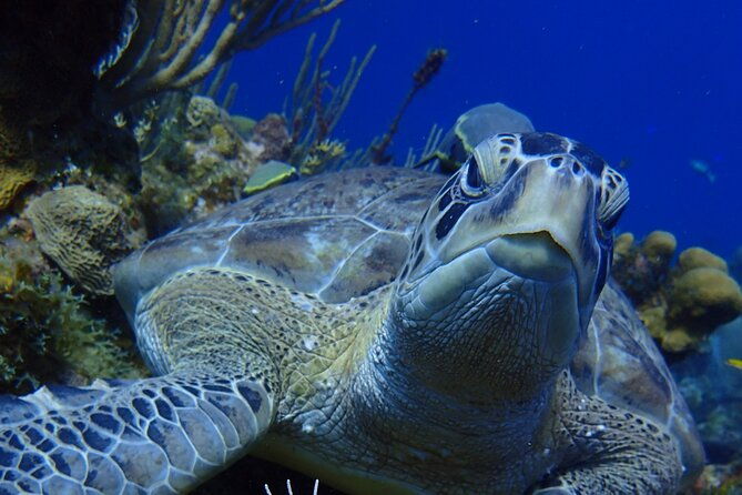 cruise-guest-try-scuba-diving-for-uncertified-divers-w-transport