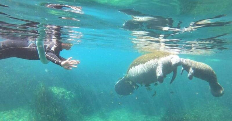 crystal-river-manatee-snorkel-with-in-water-guide