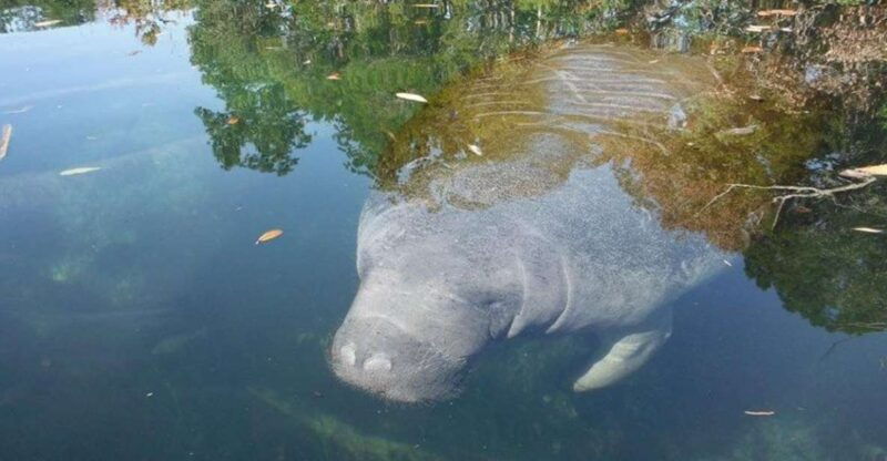 crystal-river-manatee-viewing-cruise-2