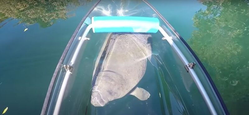 crystal-river-vip-clear-kayak-springs-and-manatee-ecotour