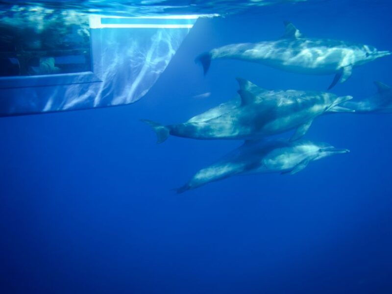 dana-point-dolphin-whale-watching-with-underwater-viewing
