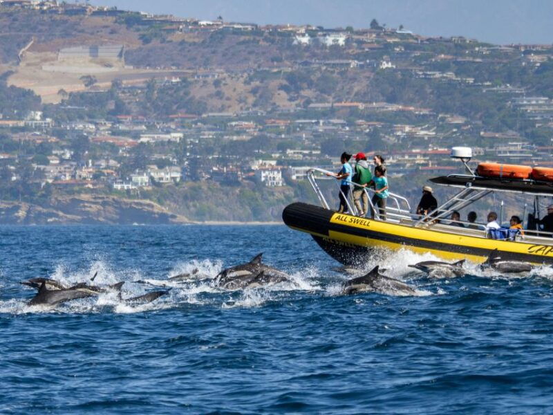 dana-point-fast-fun-zodiac-style-dolphin-whale-watching
