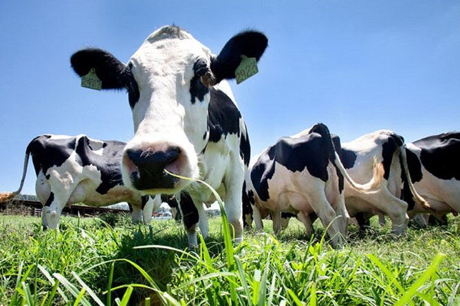 day-at-the-farm