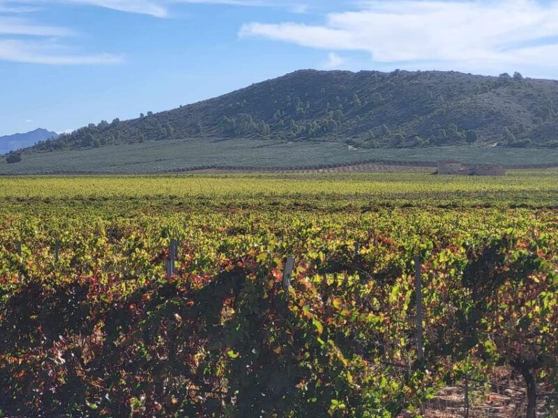 day-trip-and-discover-the-heart-of-alicantes-wine-country