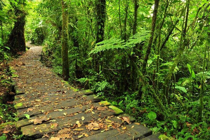 day-trip-from-san-jose-to-braulio-carrillo-canopy-tour