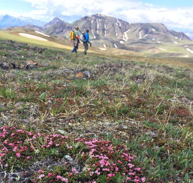 denali-5-hour-guided-wilderness-hiking-tour