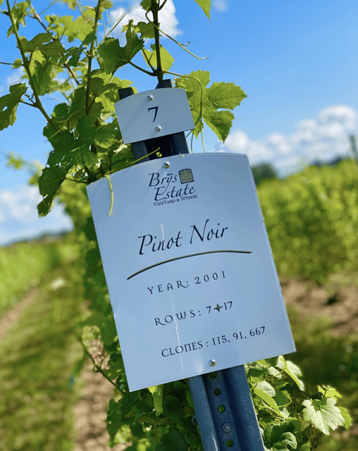Designated Driver For Wine Tours - Traverse City