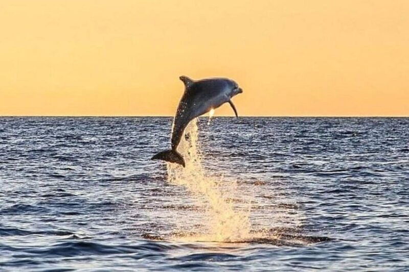 destin-dolphin-watching-cruise