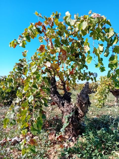 discover-madrids-best-exclusive-wine-tour-tastings-await-2