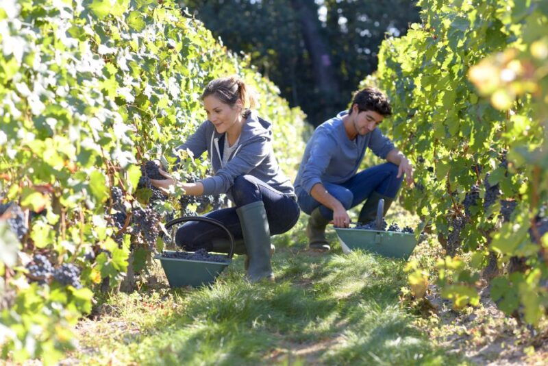 discover-the-secrets-of-wine-in-the-algarve