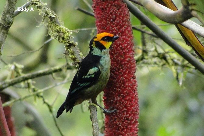 discovering-the-world-of-birds