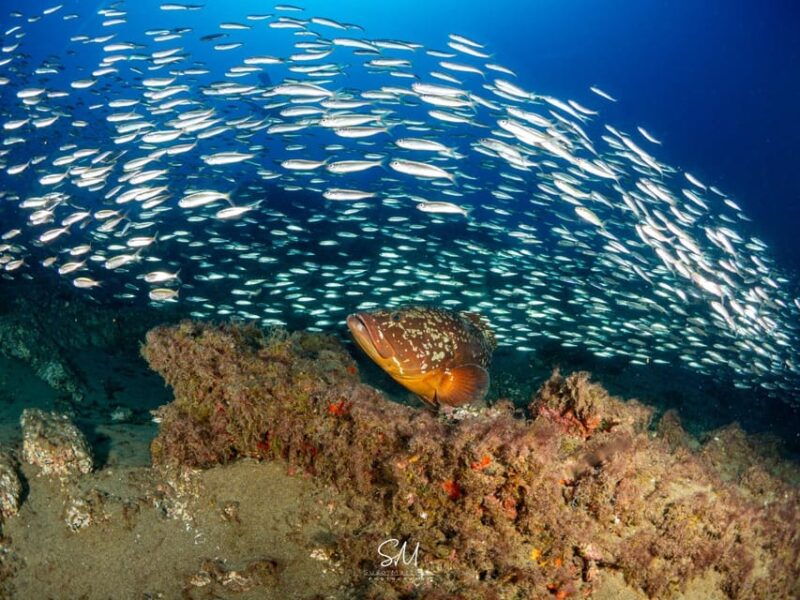 diving-baptism-with-1-dive