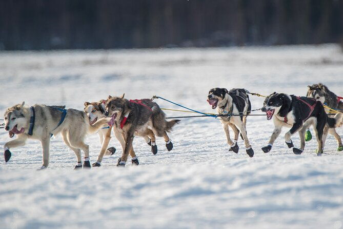 dog-pulled-atv-experiencefairbanksthe-date-with-aurora-alaska