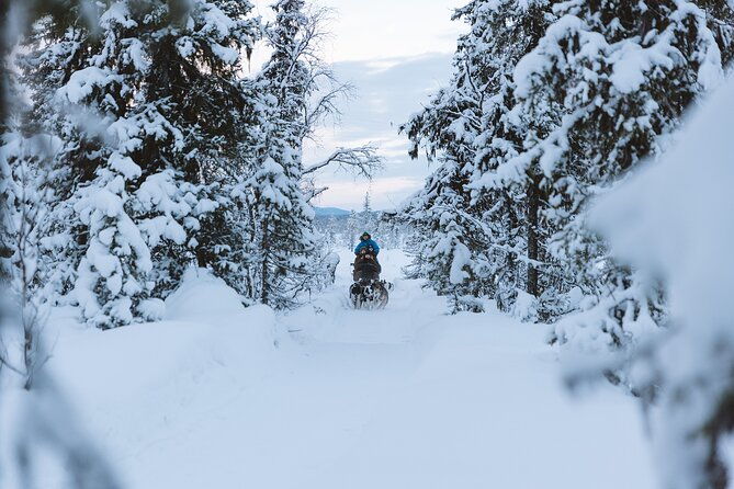 dog-sledding-excursion-to-kiruna