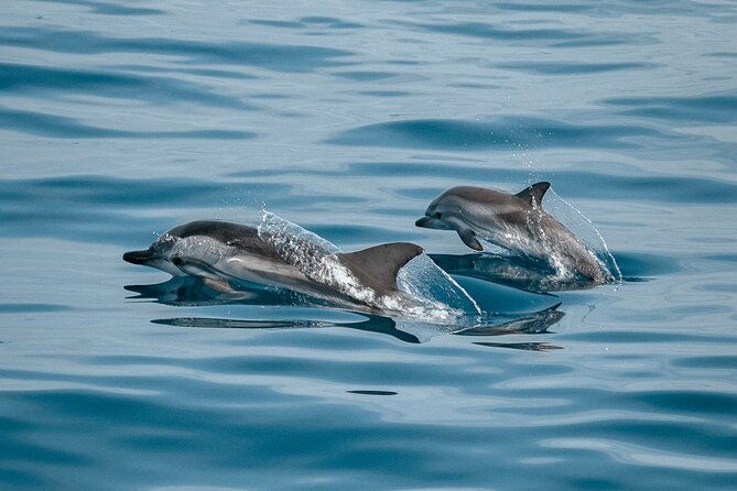dolphin-adventure-in-sotogrande-with-drink-included