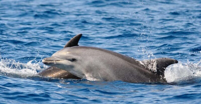 dolphin-kayak-safari-at-sunset-at-golfo-aranci