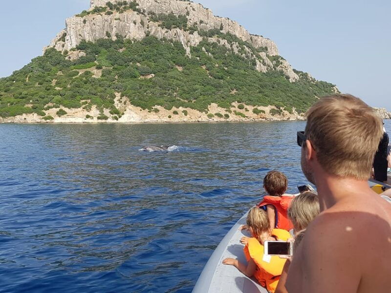 dolphins-dolphin-sightseeing-tour-and-cape-figari-by-dinghy