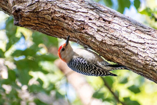 downtown-charleston-birding-tour